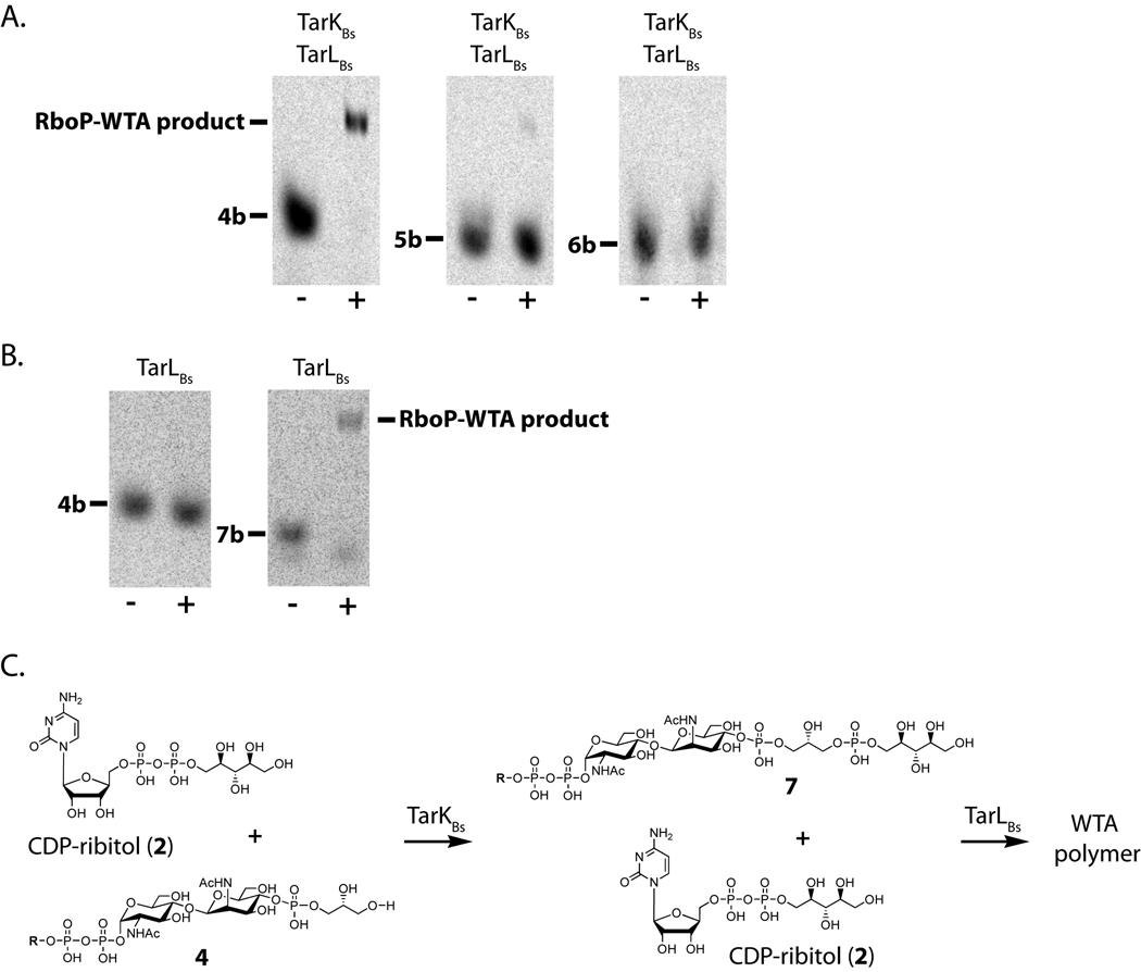 Figure 4