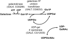 <b>FIG. 1.</b>