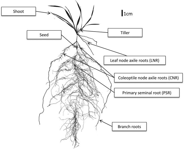 Figure 1.