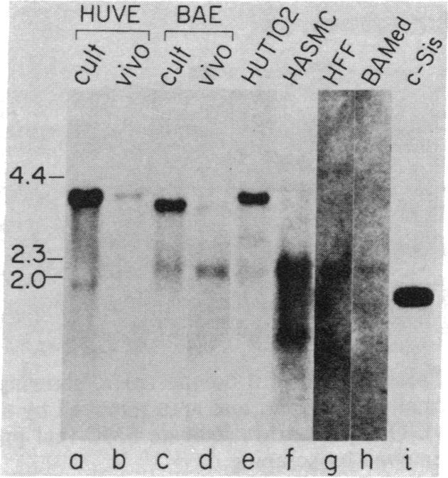 graphic file with name pnas00622-0215-a.jpg