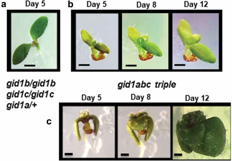 Figure 5.