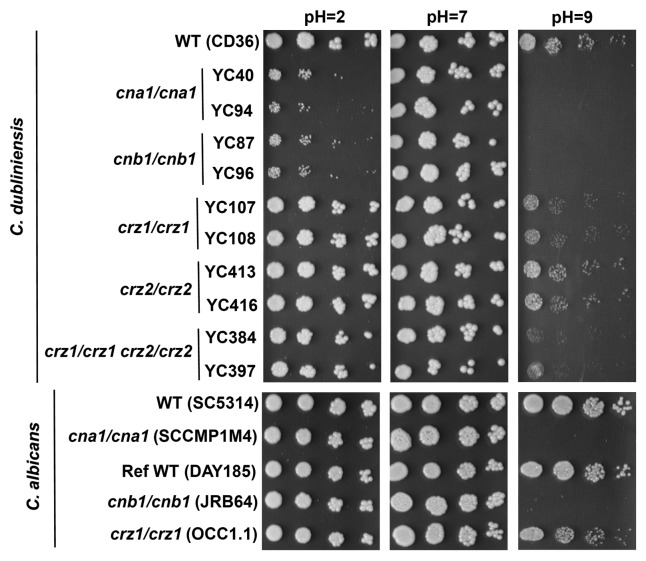 graphic file with name cib-5-122-g3.jpg