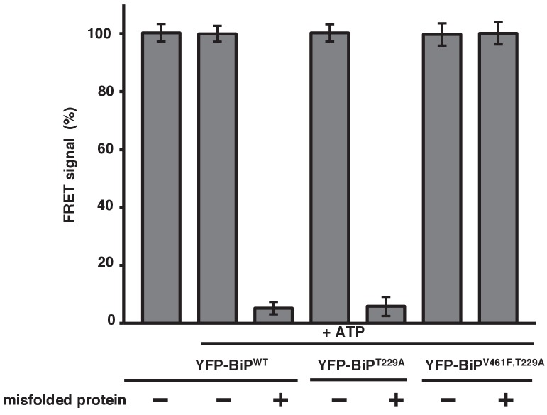 Figure 5—figure supplement 1.