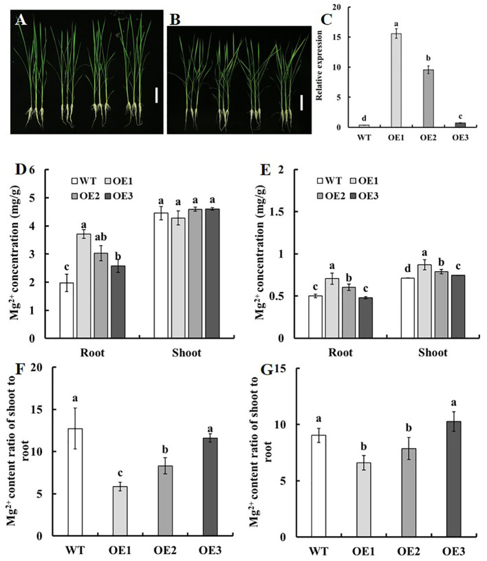 Figure 7