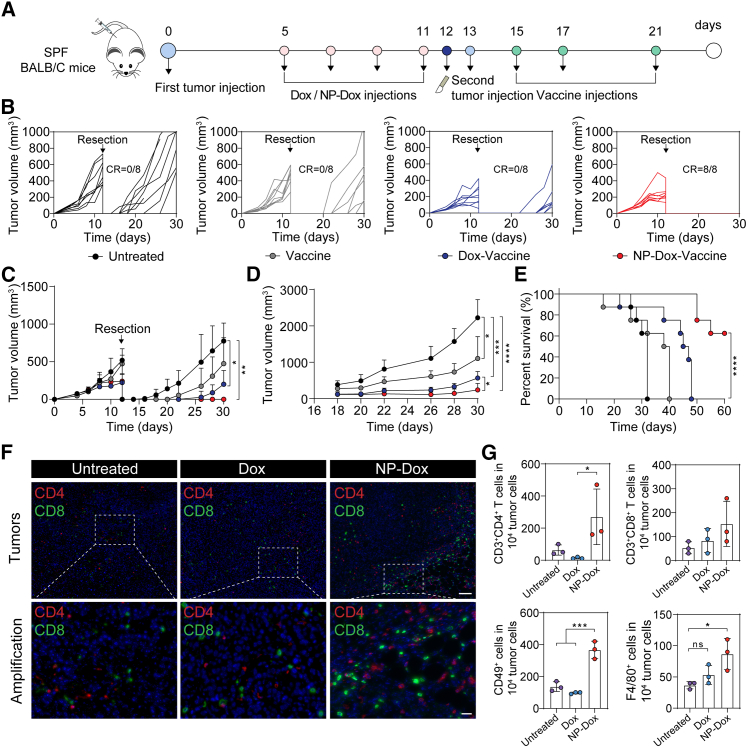 Neoadjuvant chemotherapy by liposomal doxorubicin boosts immune ...