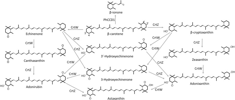 Fig. 1