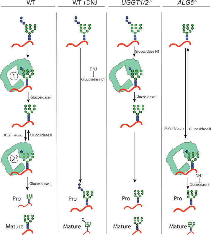 Figure 6.