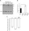 Figure 2—figure supplement 1.