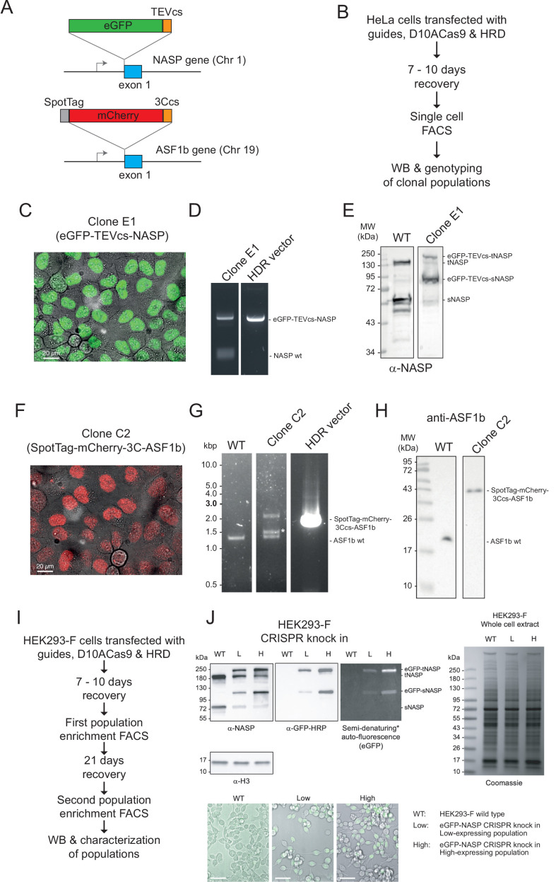 Figure 3—figure supplement 2.