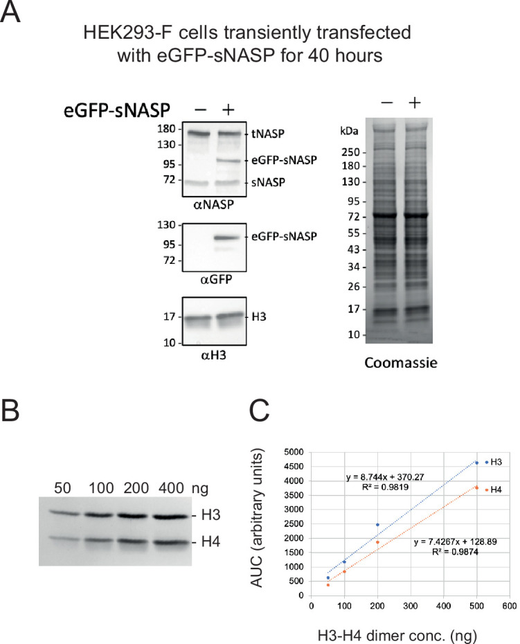 Figure 3—figure supplement 1.