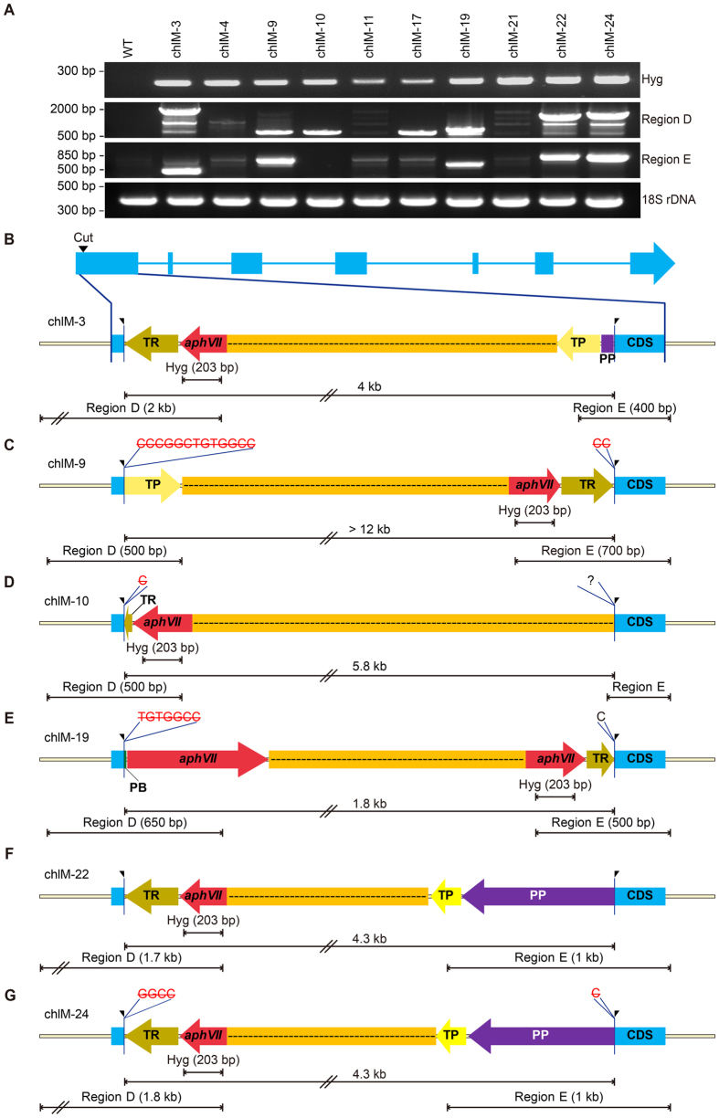 Figure 7