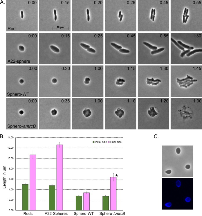 FIG 1