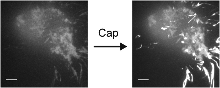 Figure 1—figure supplement 3.