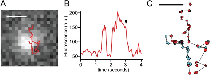 Figure 5.