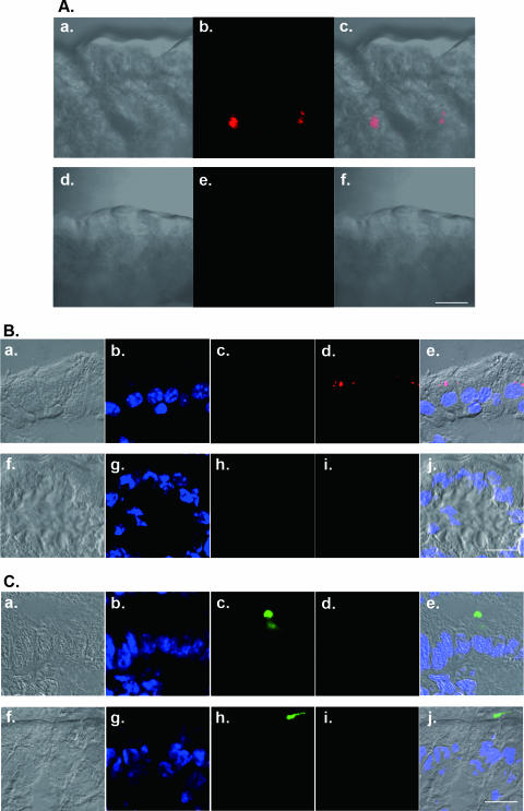 FIG. 6.