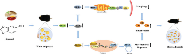 Fig. 10