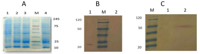 Fig. 3: