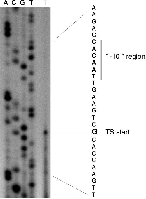 FIG. 2.