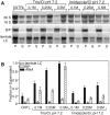 FIGURE 5: