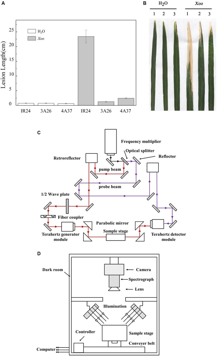 FIGURE 1