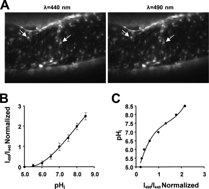 FIGURE 1.