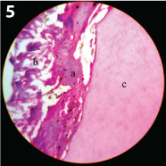 [Table/Fig-5]: