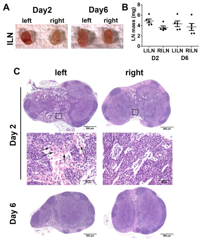 Fig. 8