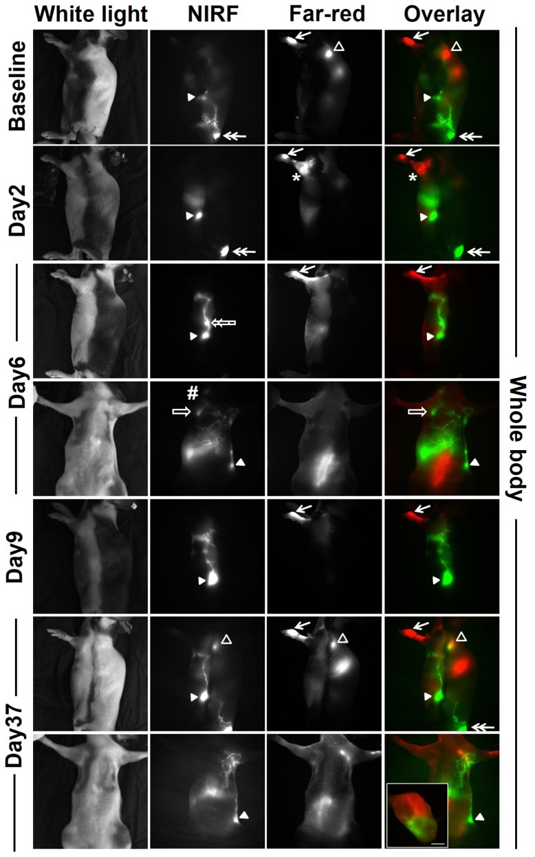 Fig. 3