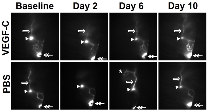 Fig. 10