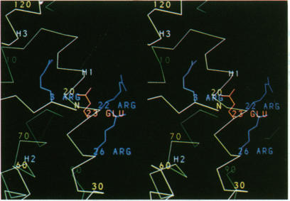 graphic file with name pnas01094-0068-a.jpg