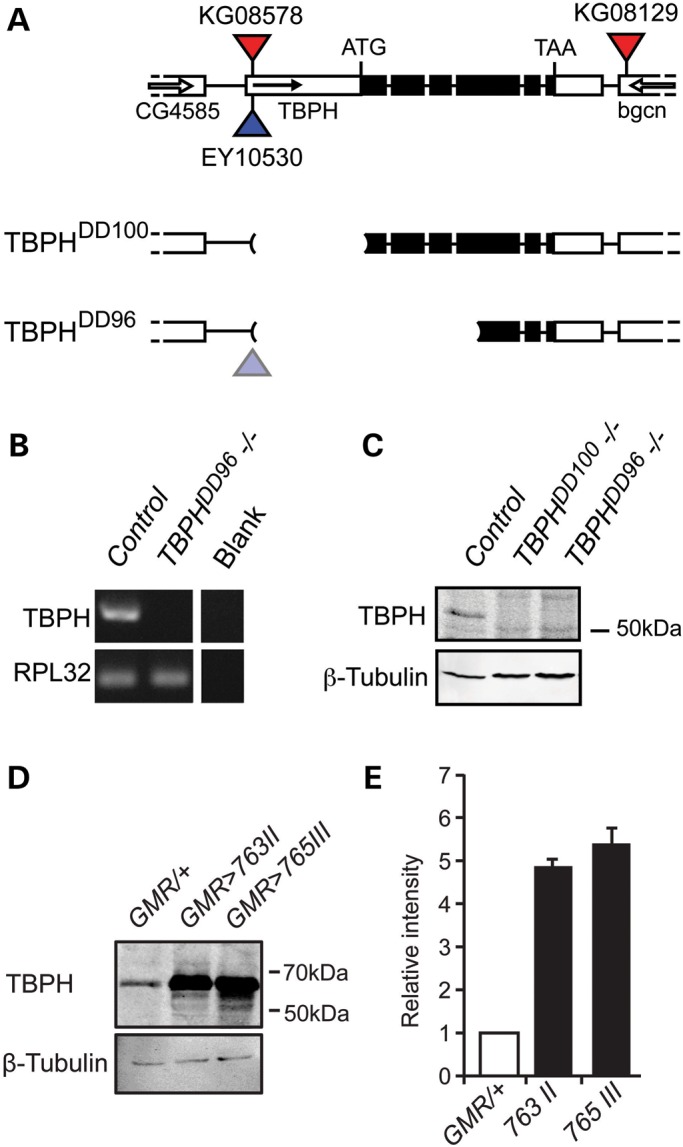 Figure 2.