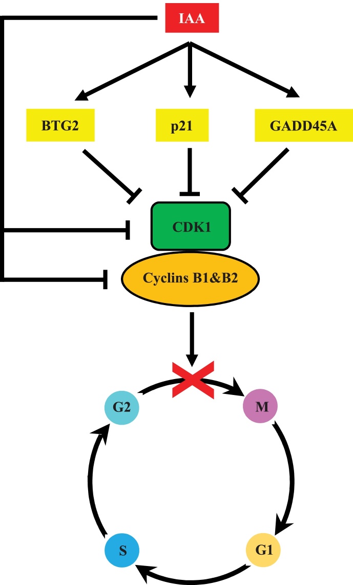 Fig. 7