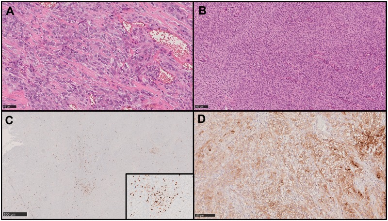 FIGURE 1.