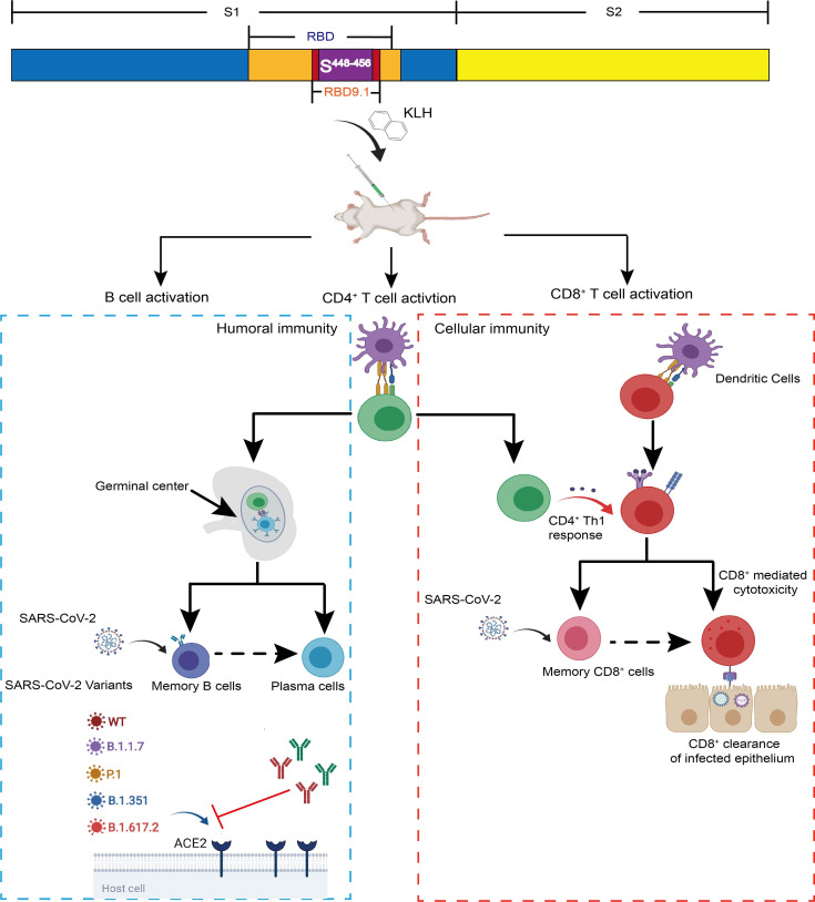 Graphical Abstract