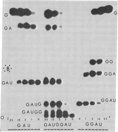 graphic file with name pnas00136-0137-b.jpg