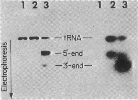 graphic file with name pnas00136-0134-a.jpg