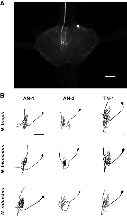 FIG. 1.