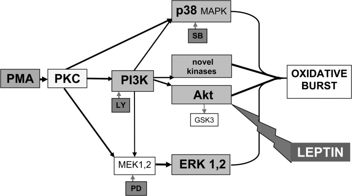 Fig. 11