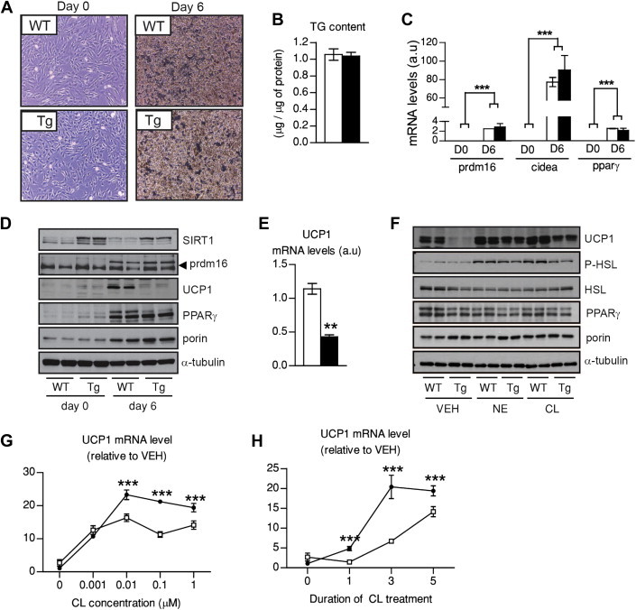 Figure 6