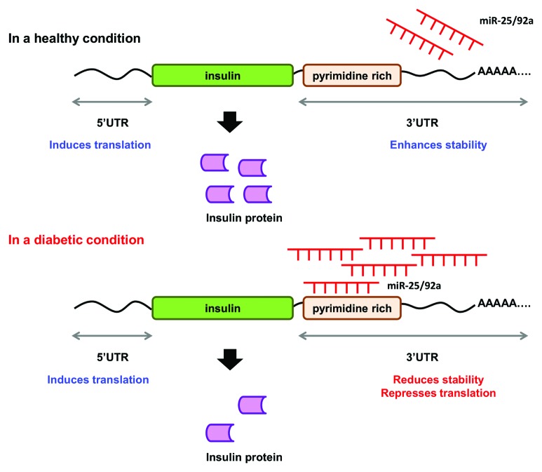 graphic file with name rna-10-1365-g6.jpg