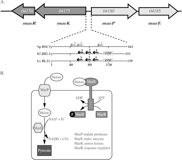 FIG 1