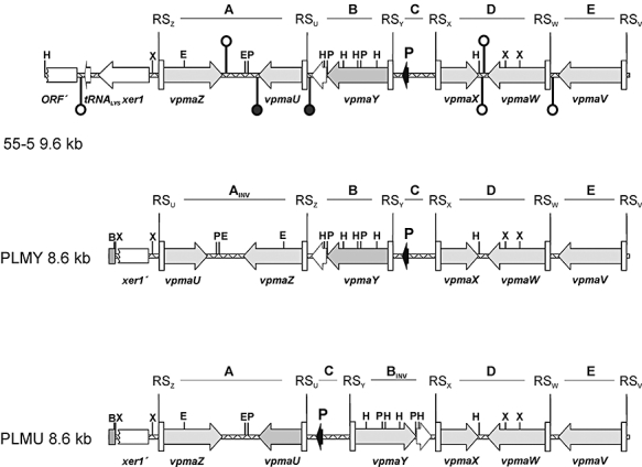 Fig. 5