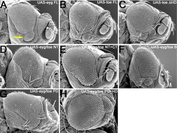 Figure 11