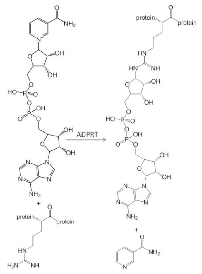 Scheme I