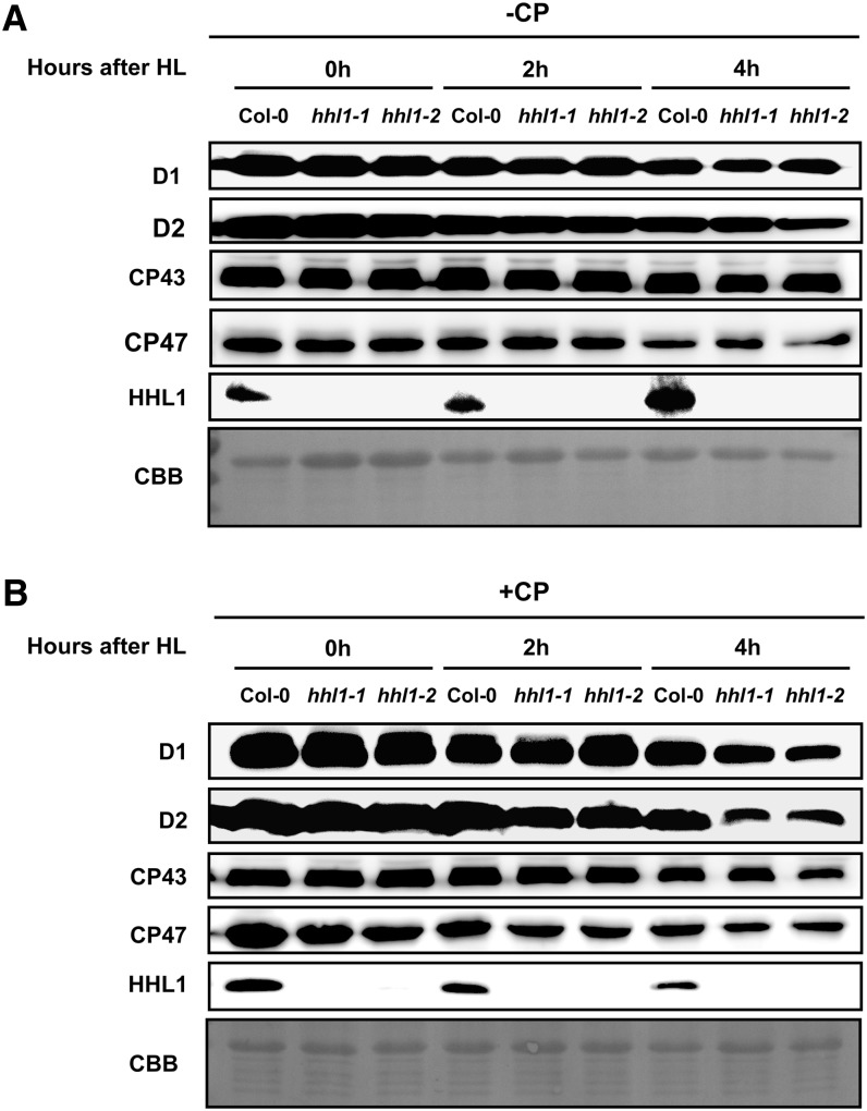 Figure 9.