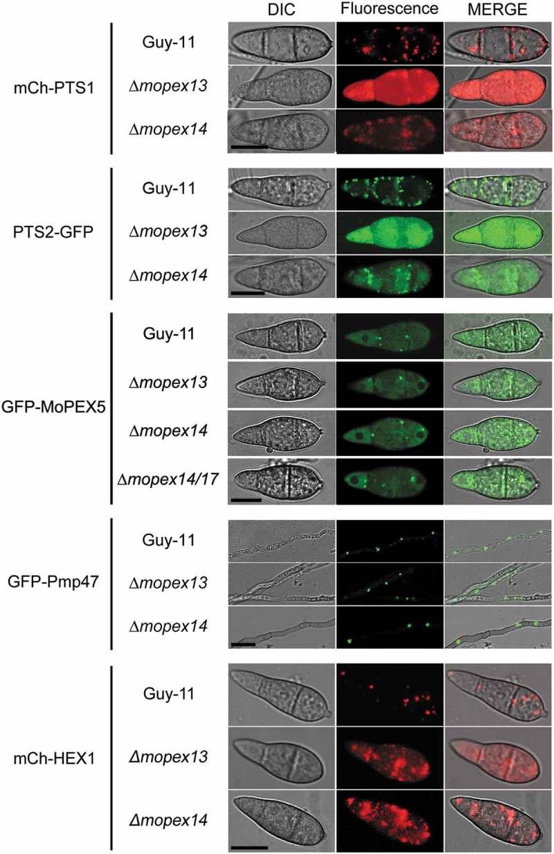 Figure 4.