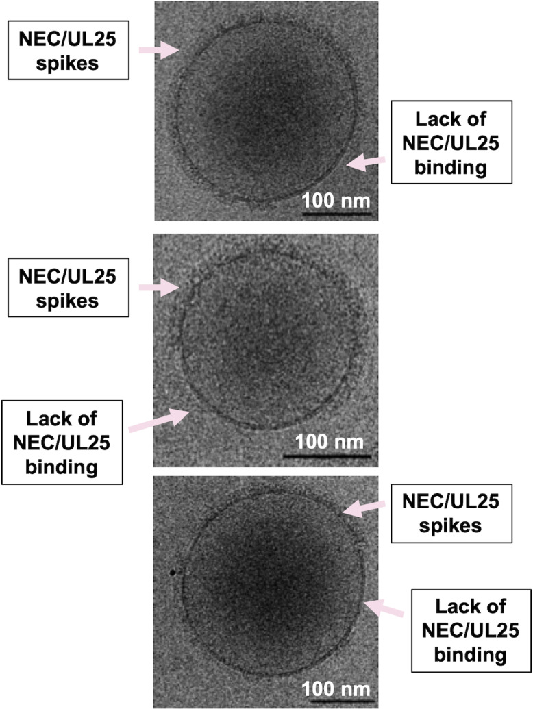 Figure 4—figure supplement 1.