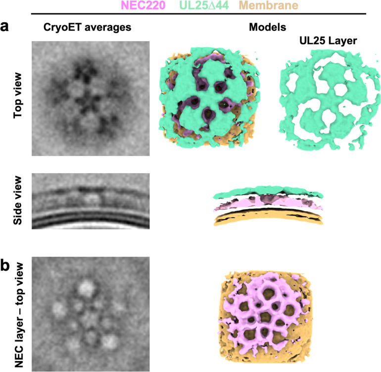 Figure 5—figure supplement 1.