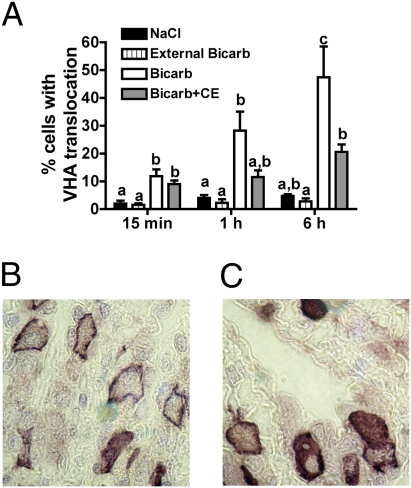 Fig. 5.