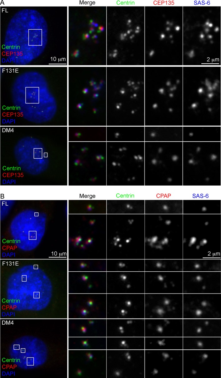 Figure 2—figure supplement 1.